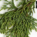 SpeciesSub: var. sperryi
